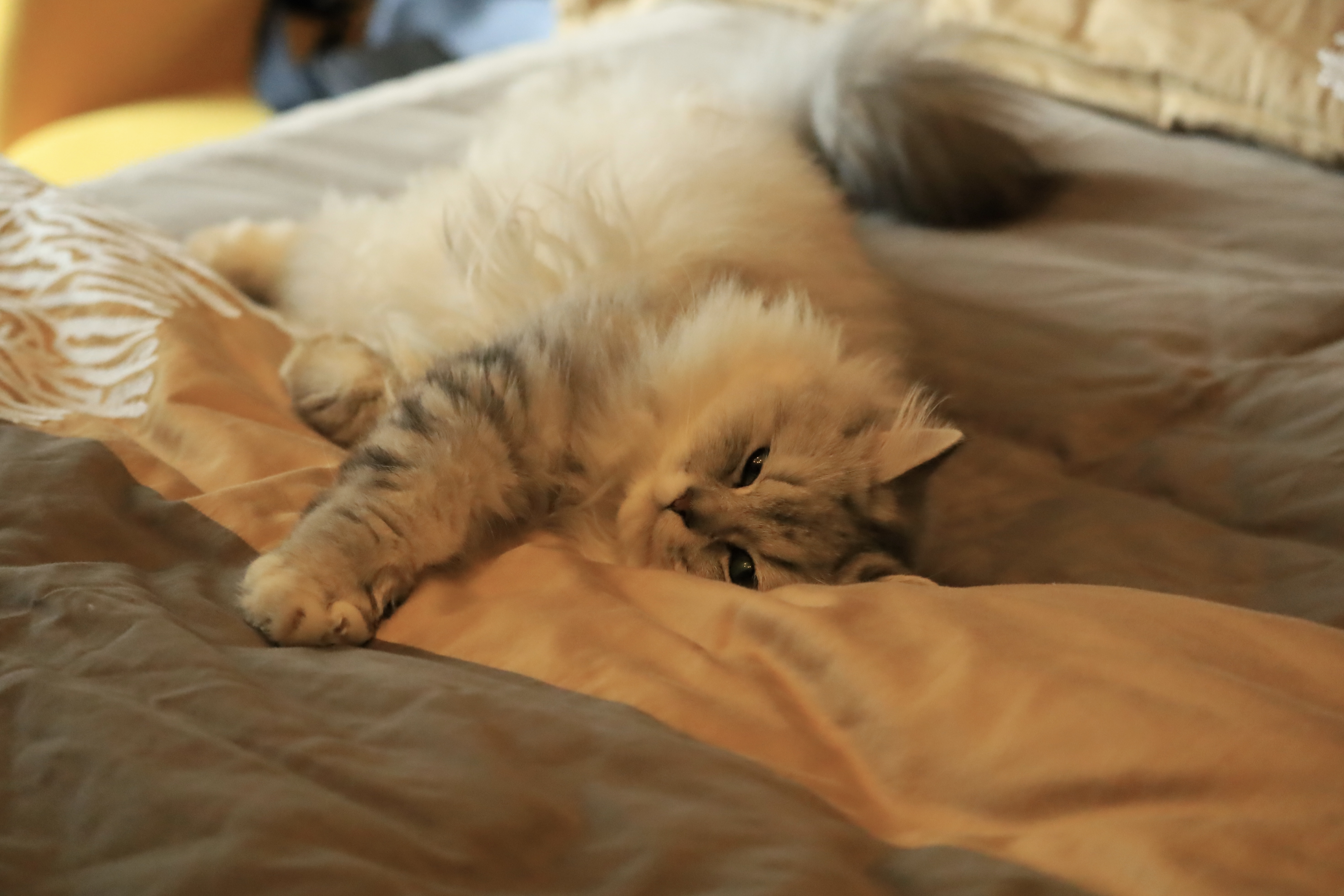 猫咪.jpg